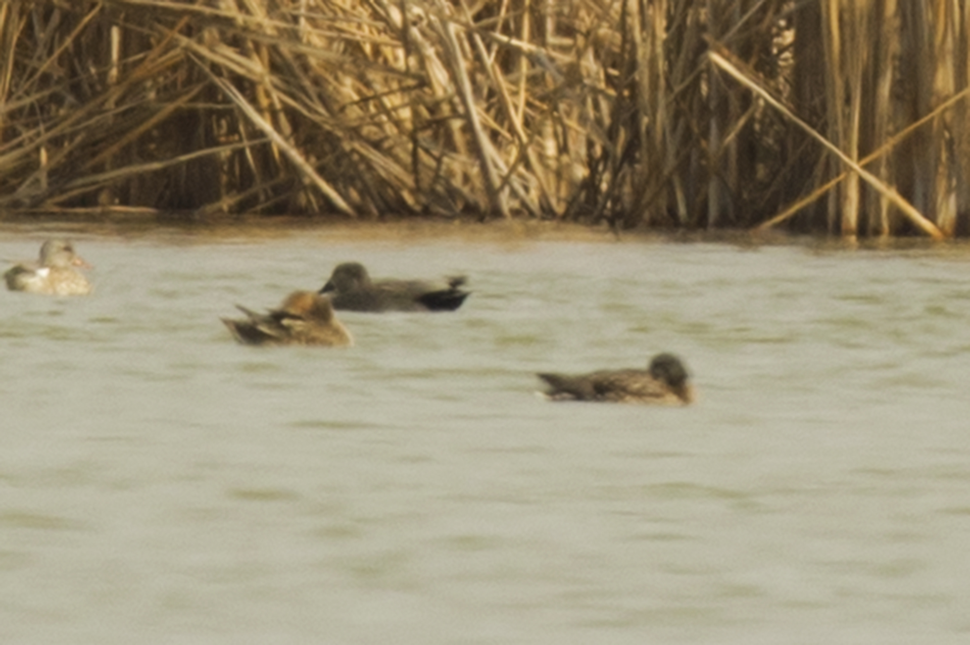 Gadwall